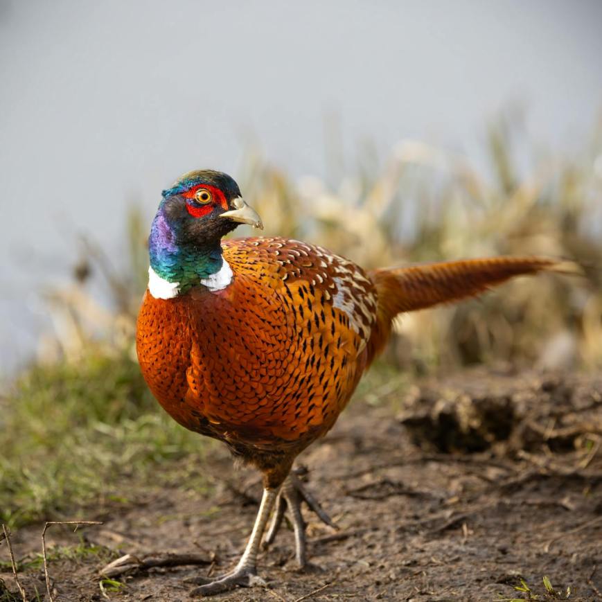 Iowa pheasant population survey begins Aug. 1